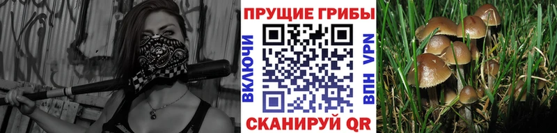 Псилоцибиновые грибы Cubensis  наркота  Ивантеевка 
